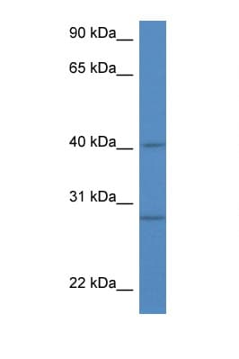 Polyclonal Rabbit anti-Mouse SH3GLB1 / Bif / Endophilin B1 Antibody (aa58-107, WB)