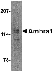 AMBRA1 Antibody