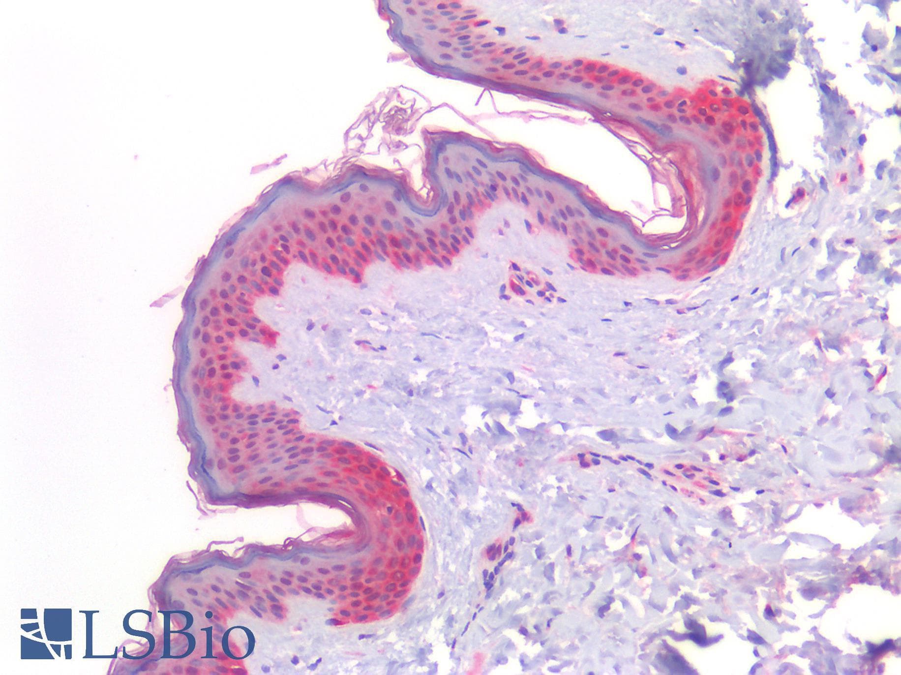 PathPlus™ GPR160 Antibody (Extracellular Domain)