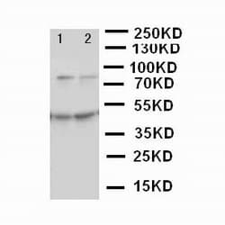 MCM3 Antibody (aa13-27)