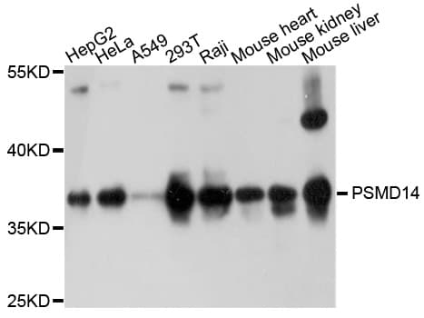 PSMD14 Antibody