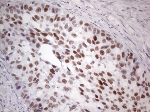 GATA3 Antibody (aa155-443, clone OTI8H4, Carrier-free)