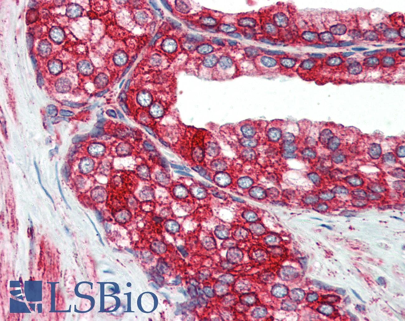 IHC-plus™ PDI / P4HB Antibody (aa499-509)
