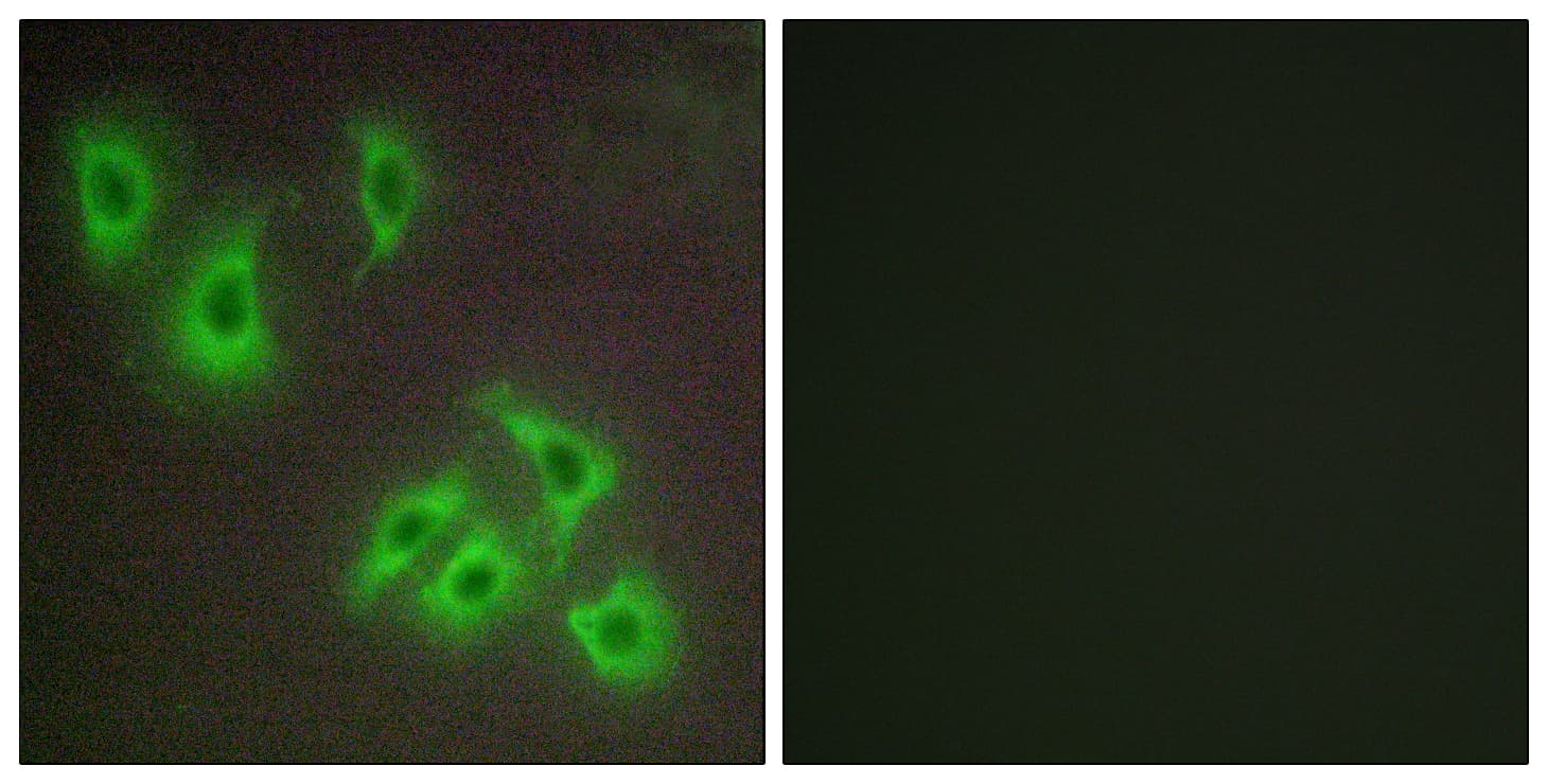 BCL2L2 / Bcl-w Antibody (aa131-180)