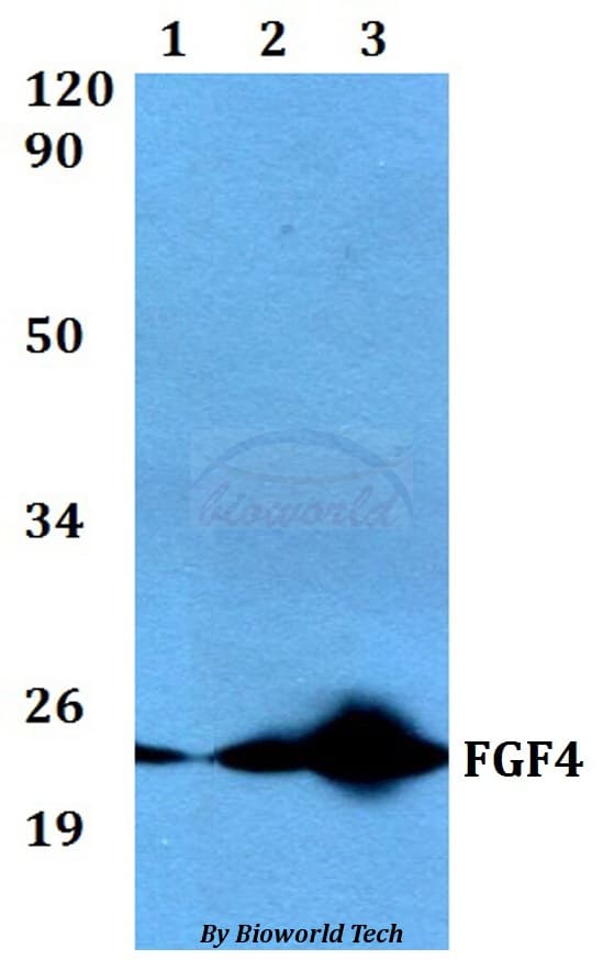FGF4 Antibody