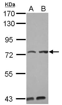 KIAA0020 / PEN Antibody
