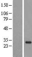 NABP2 Protein (Over-Expression Lysate Myc-DDK (Flag))