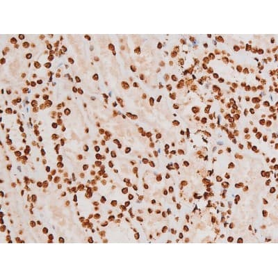 REL / C-Rel Antibody (phospho-Ser503)