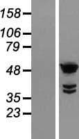 TTC25 Protein (Over-Expression Lysate Myc-DDK (Flag))