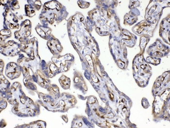 FLT4 / VEGFR3 Antibody