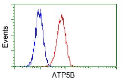 ATP5B / ATP Synthase Beta Antibody (clone OTI6C4)