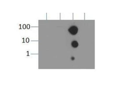 HIST3H3 Antibody (Me3-Lys9)