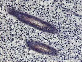 HOXC11 Antibody (aa1-304, clone OTI2H9)