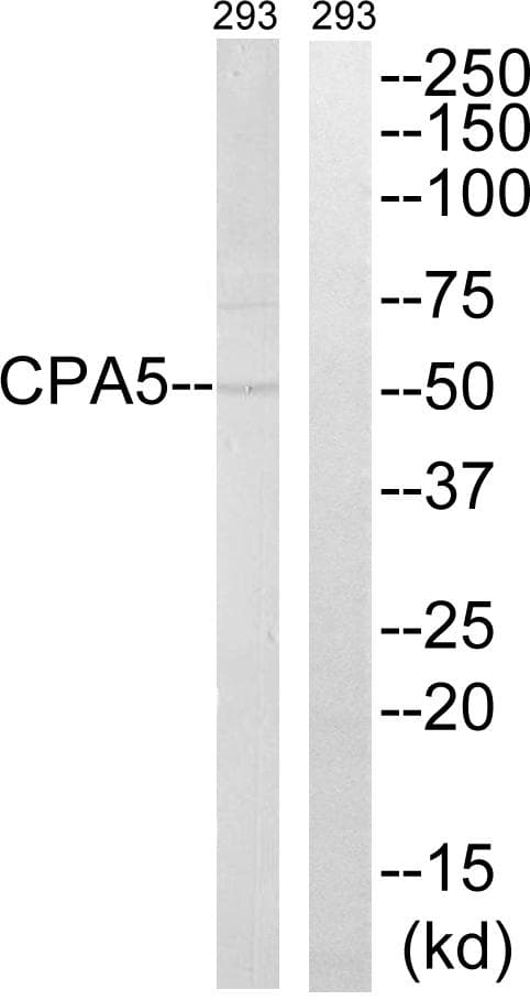 Carboxypeptidase A5 / CPA5 Antibody
