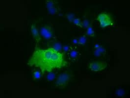 KSP32 / MIOX Antibody (clone OTI2G7)
