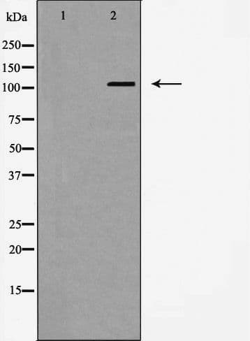 EPHA4 / EPH Receptor A4 Antibody