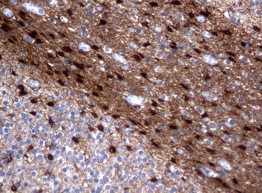 Monoclonal Mouse anti-Human ALDH1L1 Antibody (clone UMAB43, IHC, IF, WB)
