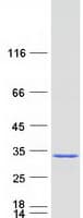 Human ERAS Protein (Recombinant Myc-DDK (Flag))