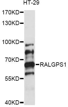 RALGPS1 Antibody