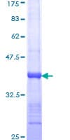 Human HTT / Huntingtin Protein (Recombinant GST, N-terminus)