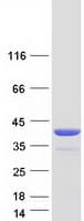 Human TP53I3 / PIG3 Protein (Recombinant Myc-DDK (Flag))