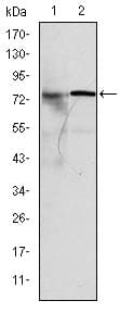 KIF22 / OBP Antibody (clone 5F3)