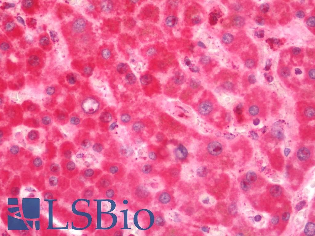 CS / Citrate Synthase Antibody (FITC)
