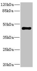 STRADA / LYK5 Antibody