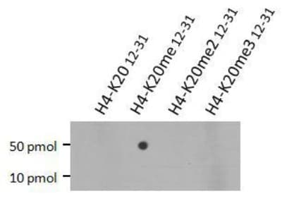 Histone H4 Antibody (Mono-Methyl-Lys20, clone 5E10-D8)