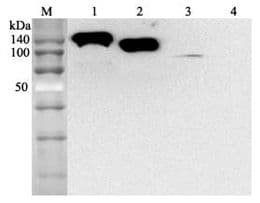 ACE2 / ACE-2 Antibody (clone AC384)