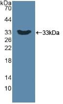 DKK1 Antibody (aa33-266)