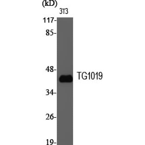 OXER1 Antibody (180-260 aa, Internal)