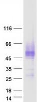 Human ICAM2 / CD102 Protein (Recombinant Myc-DDK (Flag))