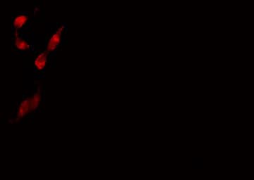 NFYB Antibody