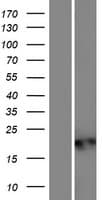 C20orf27 Protein (Over-Expression Lysate Myc-DDK (Flag))