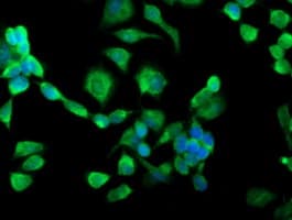SSR1 Antibody (clone OTI4C7, Carrier-free)