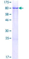 Human CLCC1 Protein (Recombinant GST)