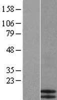 CCL17 / TARC Protein (Over-Expression Lysate Myc-DDK (Flag))