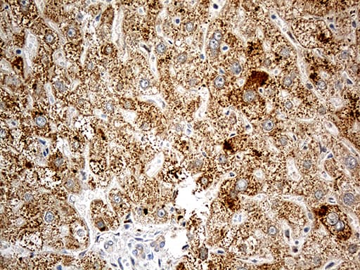 CHCHD10 Antibody (aa17-142, clone OTI4C12)