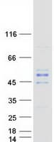 Human MTG2 / GTPBP5 Protein (Recombinant Myc-DDK (Flag))