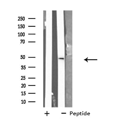 GJC2 Antibody