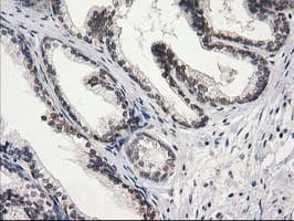 STAT5A Antibody (clone OTI11A9, Carrier-free)