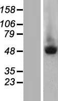 TRIM55 / MURF2 Protein (Over-Expression Lysate Myc-DDK (Flag))