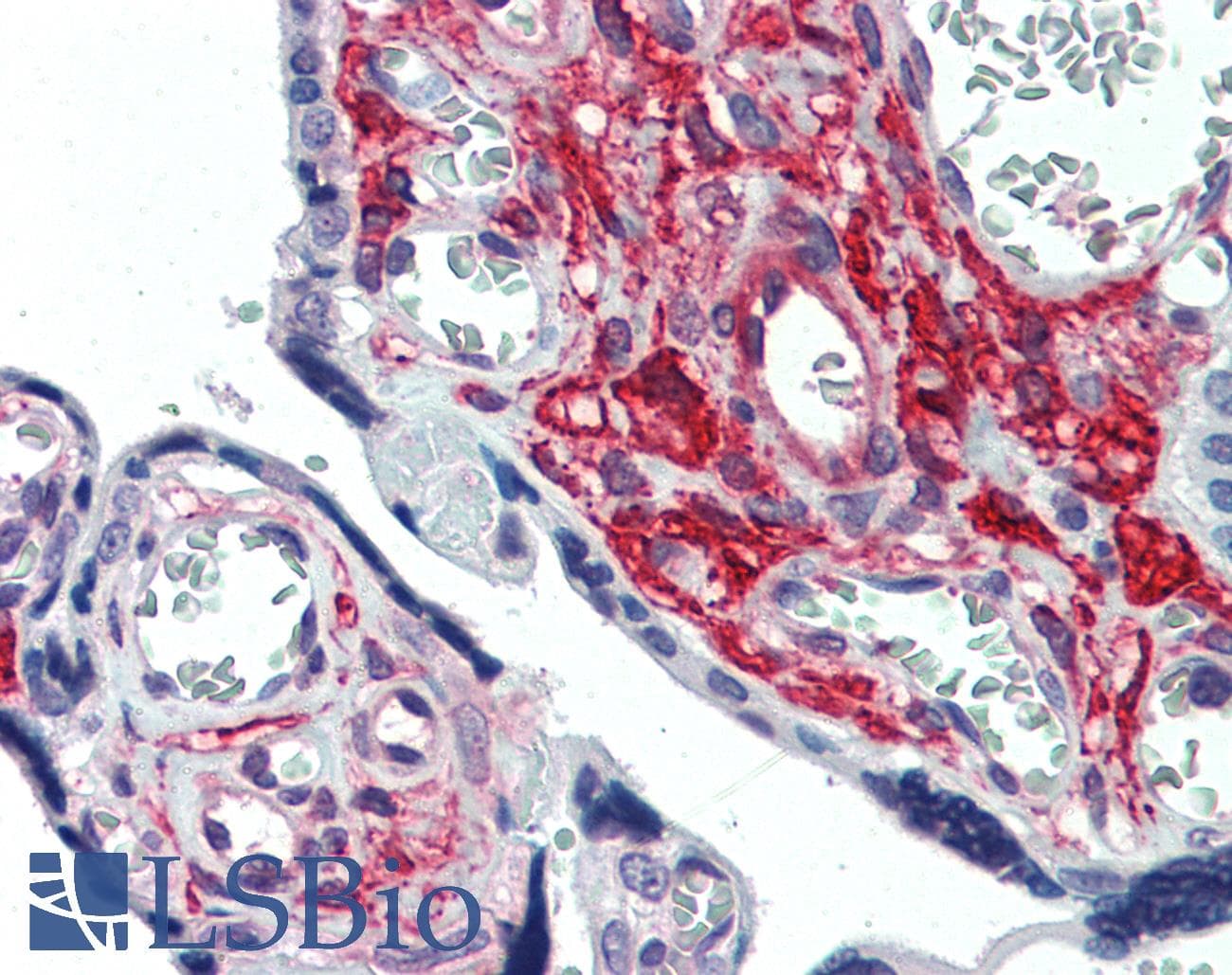 IHC-plus™ GLG1 / MG160 Antibody (Internal)