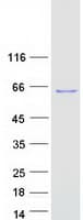 Human HSPBAP1 Protein (Recombinant Myc-DDK (Flag))