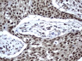 ERCC4 / XPF Antibody (clone UMAB22, Carrier-free)