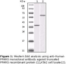 Monoclonal Mouse anti-Human PPARG / PPAR Gamma Antibody (clone 8D1H8F4, IHC, IF, WB)