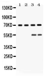 YAP / YAP1 Antibody