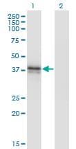 Monoclonal Mouse anti-Human B3GAT3 Antibody (clone 1C11, WB)
