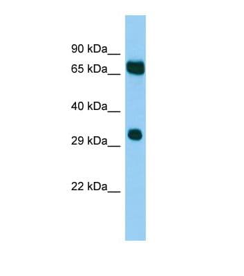 MELK Antibody (aa21-70)